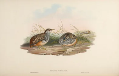Turnix fasciata = Turnix suscitator fasciata